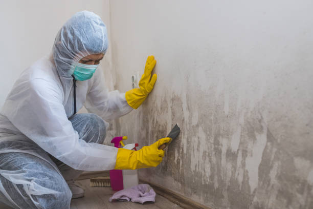 Best Attic Mold Removal  in Church Point, LA