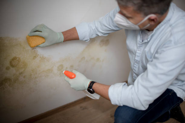 Best Certified Mold Removal  in Church Point, LA