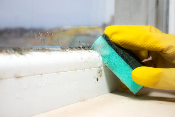 Best Professional Mold Removal  in Church Point, LA