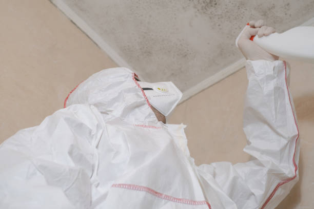Best Affordable Mold Removal  in Church Point, LA