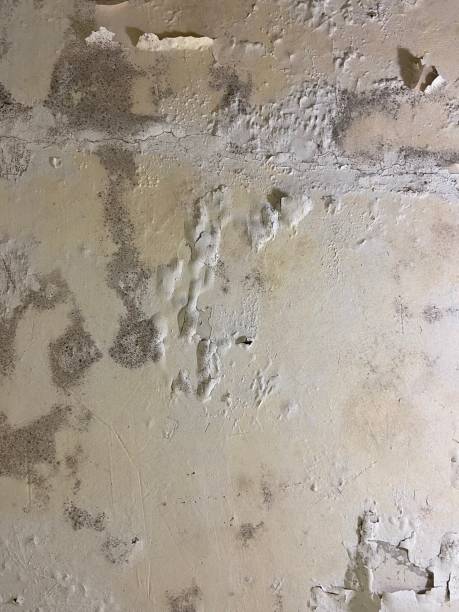 Best Toxic Mold Removal  in Church Point, LA