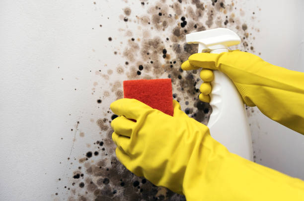 Best Crawl Space Mold Removal  in Church Point, LA