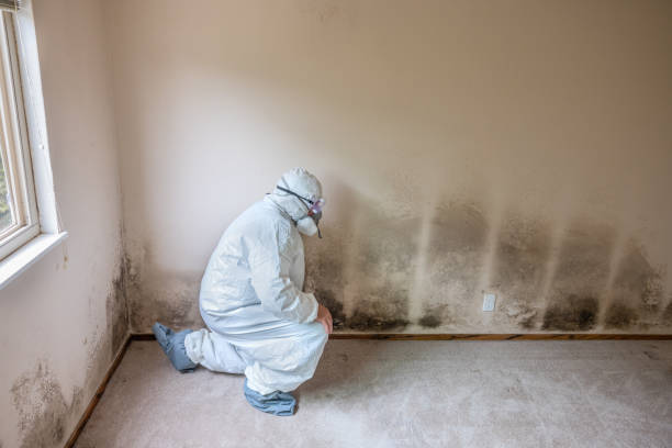 Home Mold Removal in Church Point, LA