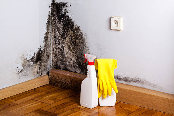 Trusted Church Point, LA Mold Removal Experts