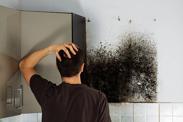 Best Commercial Mold Removal  in Church Point, LA