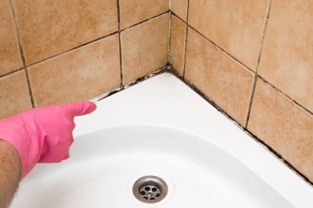 Best Affordable Mold Removal  in Church Point, LA